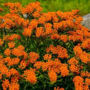 Asclepias tuberosa Orange Shades