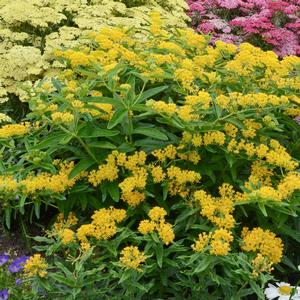 Asclepias tuberosa Hello Yellow