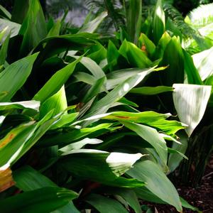 Aspidistra elatior 