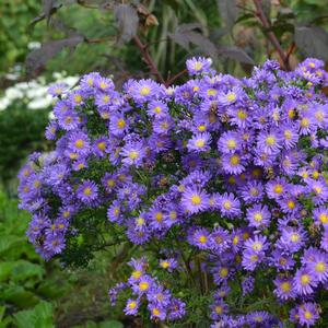 Aster Kickin® Lilac Blue