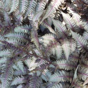 Athyrium niponicum Pictum