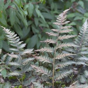 Athyrium niponicum Red Beauty