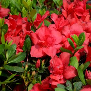 Azalea Encore® Autumn Bonfire®