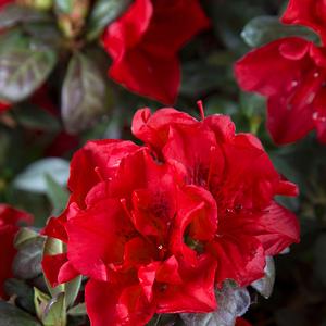 Azalea Encore® Autumn Fire®