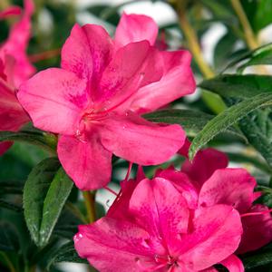 Azalea Encore® Autumn Jewel®