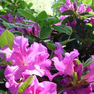 Azalea Encore® Autumn Royalty®