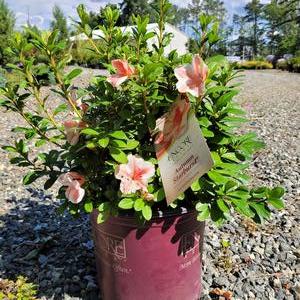 Azalea Encore® Autumn Starburst®