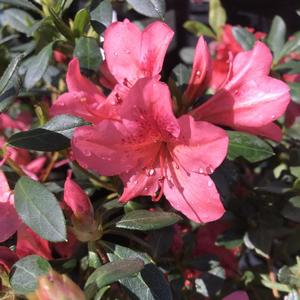 Azalea Southern Indica Duc De Rohan