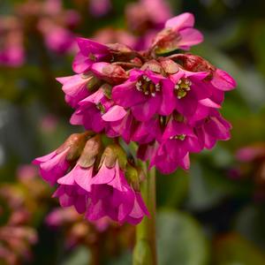 Bergenia cordifolia Shoeshine™ Rose