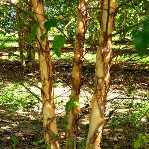 Betula nigra Dura Heat®