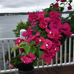 Bougainvillea Barbara Karst