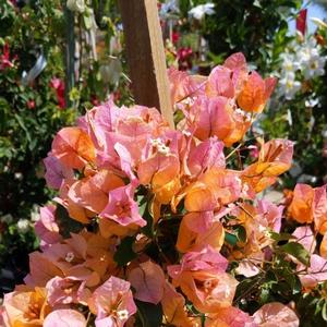 Bougainvillea California Gold