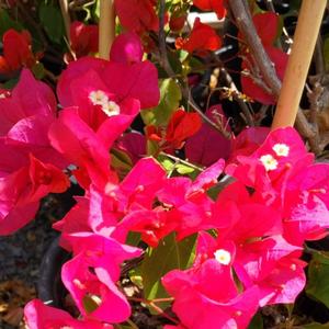 Bougainvillea James Walker
