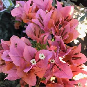 Bougainvillea Rosenka