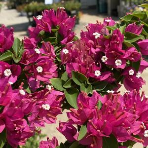 Bougainvillea Torch Glow