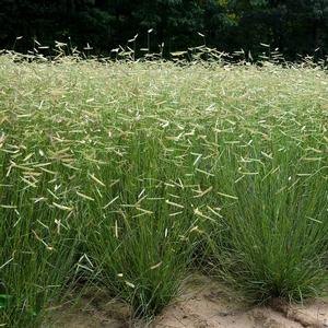 Bouteloua gracilis Blonde Ambition