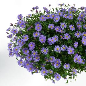 Brachyscome angustifolia Brasco&trade; Violet