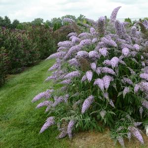 Buddleia Grand Cascade