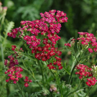 Achillea millefolium New Vintage™ Red