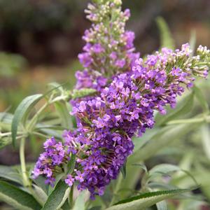 Buddleia davidii Ultra Violet™