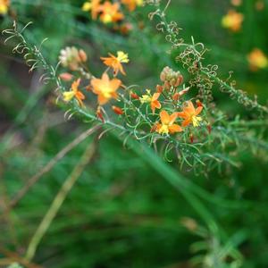 Bulbine frutescens Hallmark
