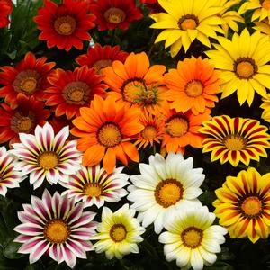 Gazania rigens Big Kiss™ Mix