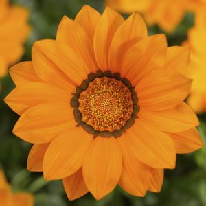 Gazania rigens Big Kiss™ Orange