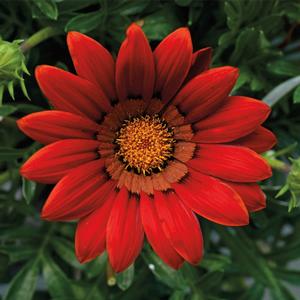 Gazania rigens Big Kiss™ Red