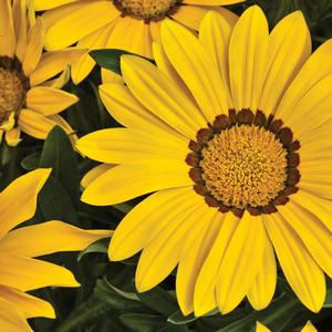 Gazania rigens Big Kiss™ Yellow
