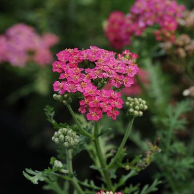 Achillea millefolium New Vintage™ Rose