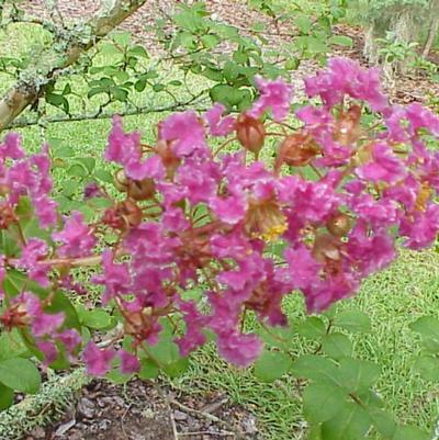 Lagerstroemia indica Twilight