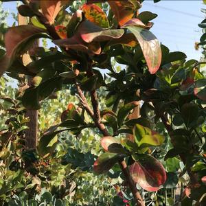 Lagerstroemia indica x fauriei Cherokee