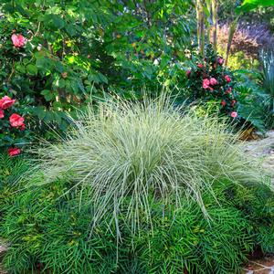 Lomandra longifolia Platinum Beauty™