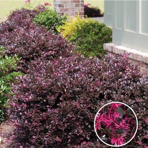 Loropetalum chinense Purple Diamond®