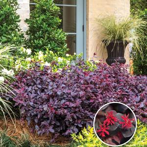 Loropetalum chinense Red Diamond™