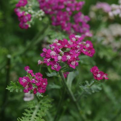 Achillea millefolium New Vintage™ Violet