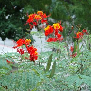 Caesalpinia pulcherrima 