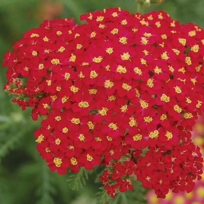 Achillea millefolium Paprika