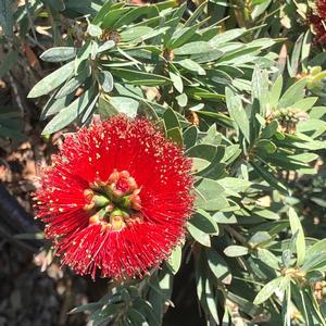 Callistemon Little John