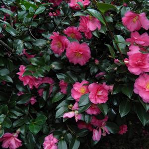 Camellia Shishi-Gashira