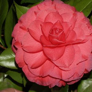 Camellia japonica Nuccio's Bella Rosa