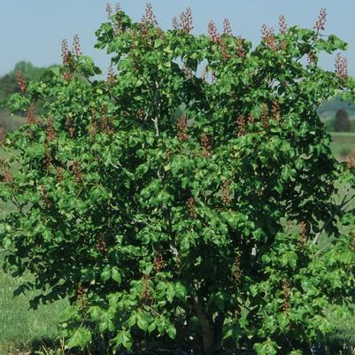 Aesculus x carnea Briotii