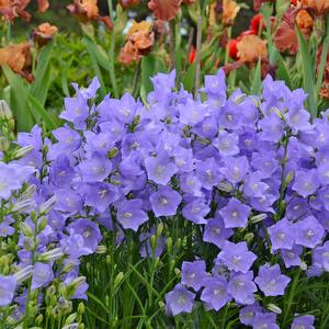 Campanula persicifolia Takion Blue