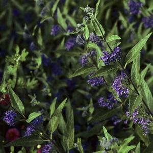 Caryopteris x clandonensis First Choice