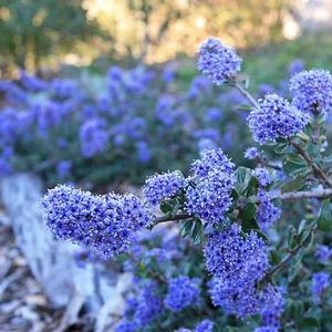 Ceanothus maritimus Valley Violet