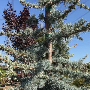 Cedrus atlantica Glauca