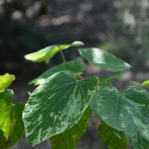 Cercis canadensis Alley Cat