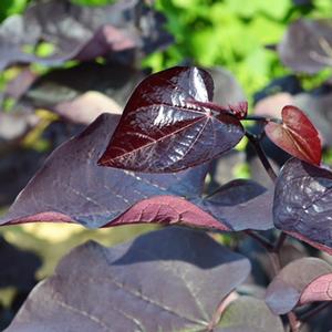 Cercis canadensis Black Pearl®