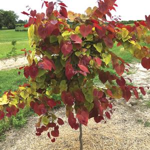 Cercis canadensis Flame Thrower®