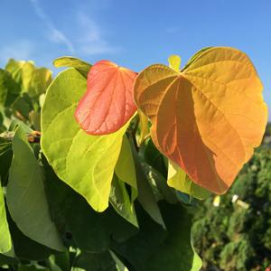 Cercis canadensis The Rising Sun™